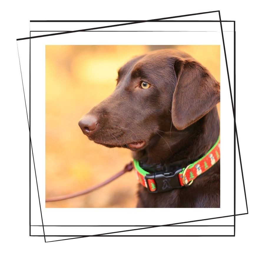 Köpeklerde Tasma Seçimi