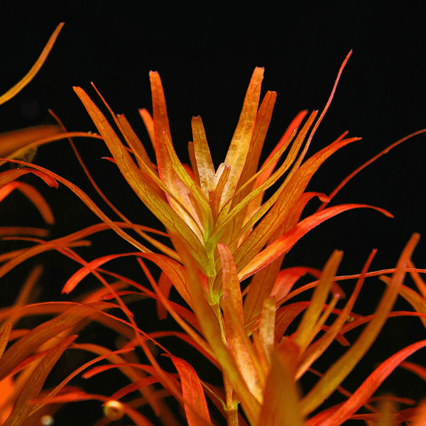 Rotala Rotundifolia Reddish Vietnam Saksı Canlı Bitki