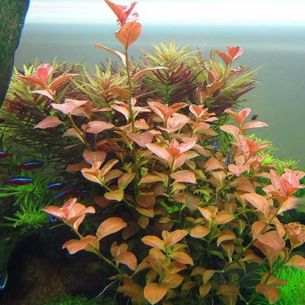 Ludwigia Ovalis In Vitro Canlı Bitki