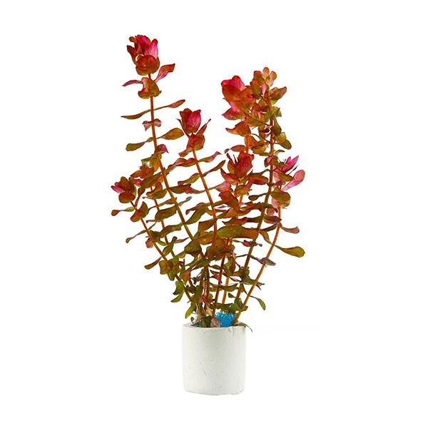 Rotala Macrandra Mini Red Saksı Canlı Bitki