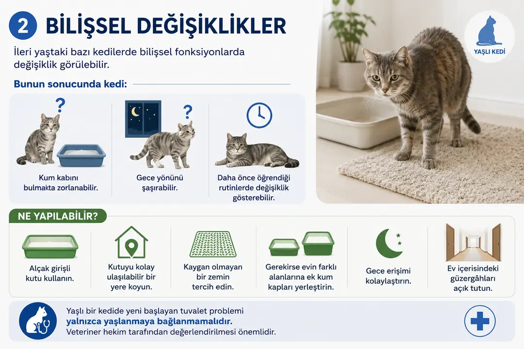 İleri yaştaki kedilerde bilişsel değişiklikler, kum kabını bulmakta zorlanma, gece yönünü şaşırma ve alışılmış tuvalet rutinlerinin değişmesi gibi sorunlara yol açabilir. Kum kabının kolay ulaşılabilir ve görünür bir yerde bulunması, gece erişiminin kolaylaştırılması ve gerekirse farklı alanlara ek kum kapları yerleştirilmesi yaşlı kedilerin konforunu artırabilir. Yeni başlayan tuvalet sorunlarının yalnızca yaşlanmaya bağlanmaması ve veteriner hekim tarafından değerlendirilmesi önemlidir.