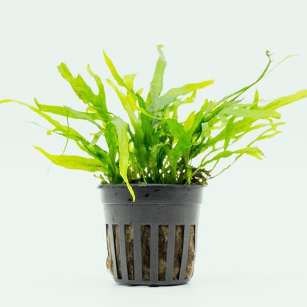 Java Fern Trident Mini Saksı Canlı Bitki
