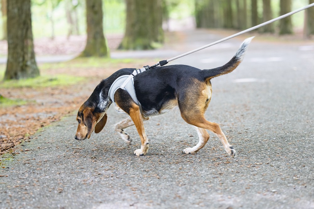 Beeztees Köpek Göğüs Tasması, Neopren,Gri, M, 41-46cm