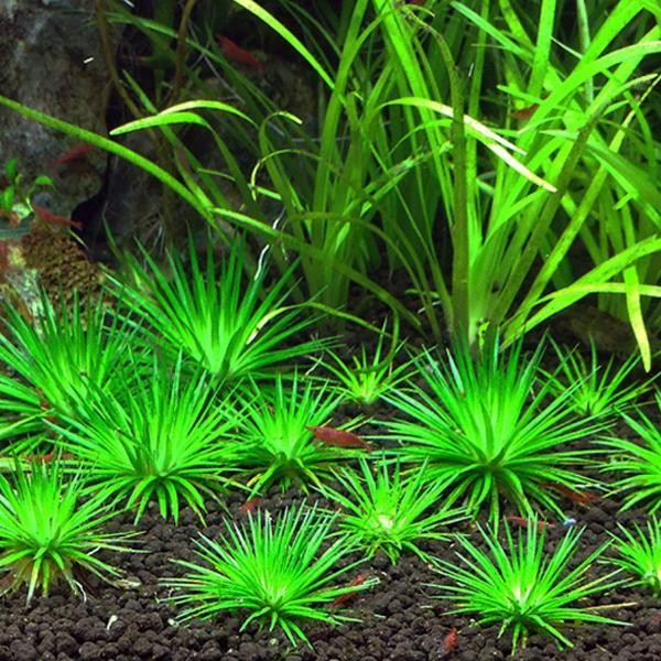 Eriocaulon Cinereum In Vitro Canlı Bitki