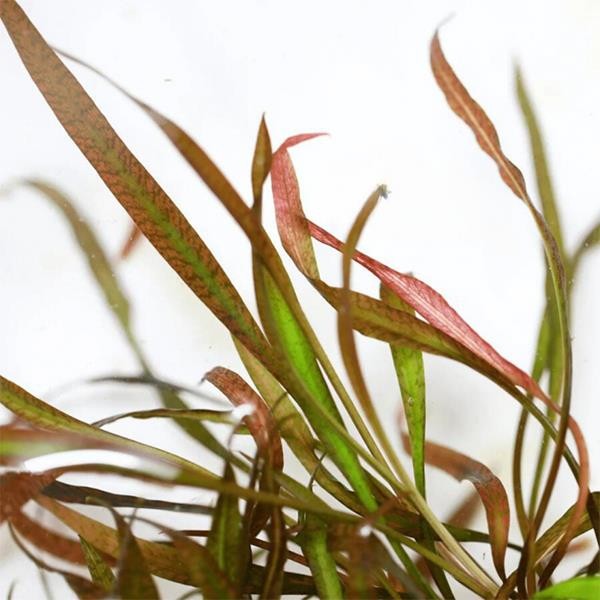 Cryptocoryne Spiralis Tiger In Vitro Canlı Bitki