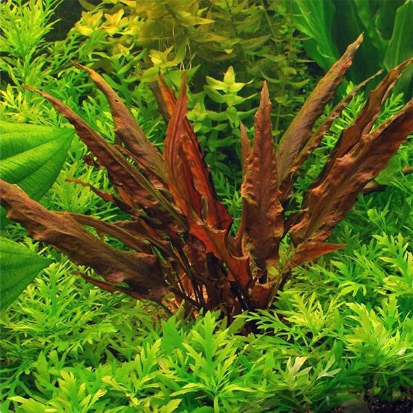 Cryptocoryne Undulatus Red In Vitro Canlı Bitki