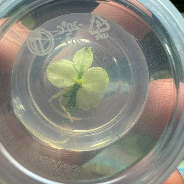 Anubias Nana Pinto Küçük In Vitro Cup Canlı Bitki