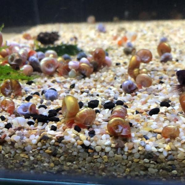 Ramshorn Salyangoz 10 Adet