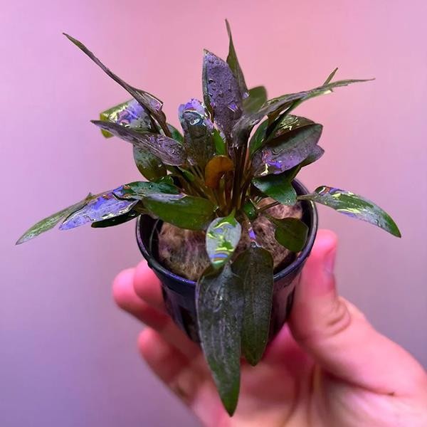 Cryptocoryne Wendtii Indonesia Saksı Canlı Bitki