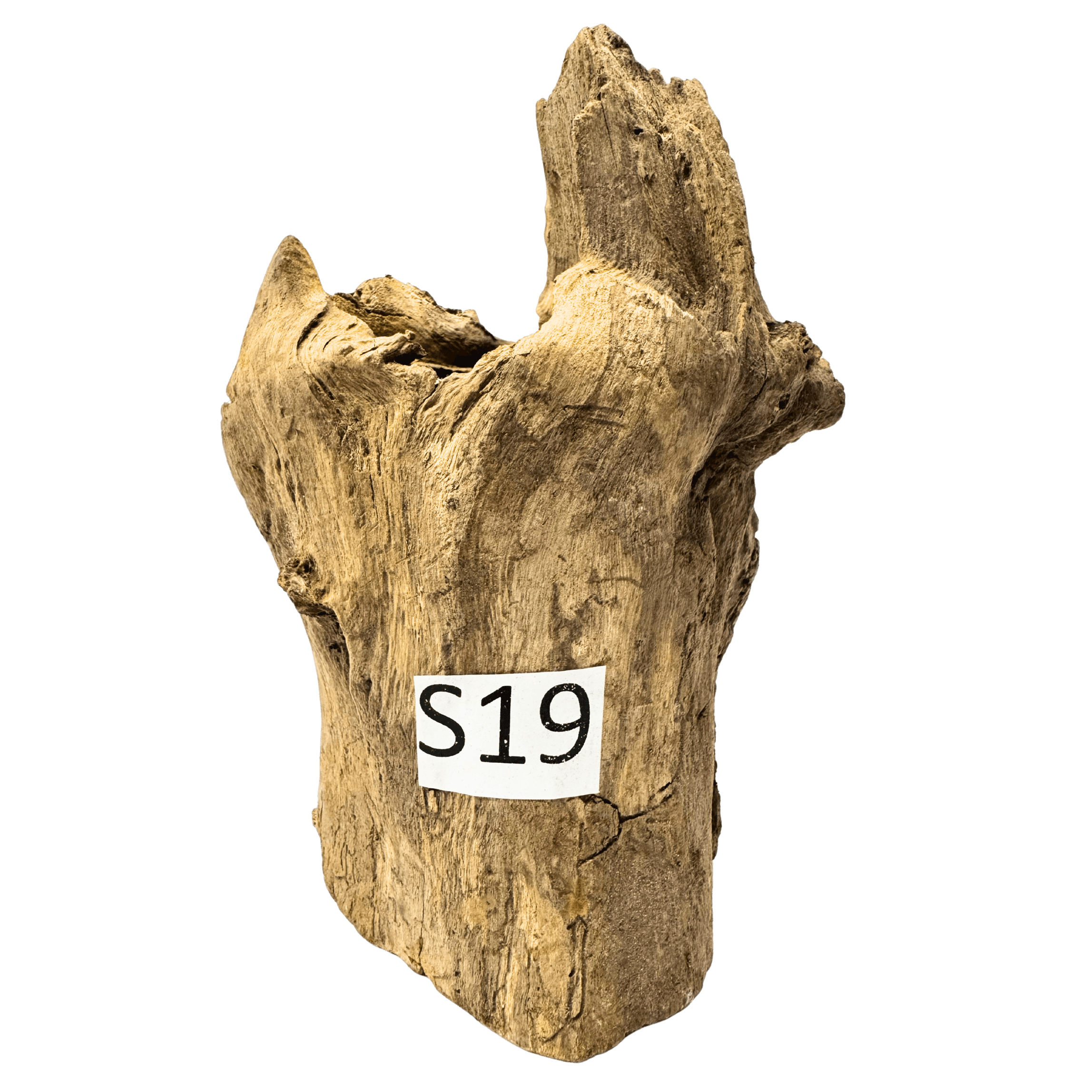 Creaqua Stump Wood Dekor Ağaç Gövdesi S 10-20 Cm - Small 19