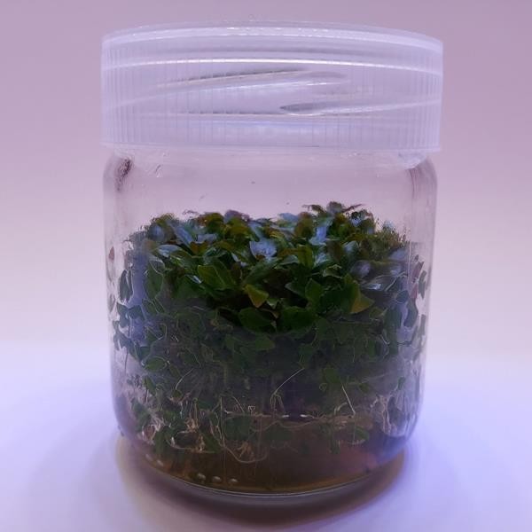 Ludwigia Peruensis In Vitro Canlı Bitki