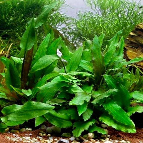 Cryptocoryne Wendtii Green In Vitro Canlı Bitki