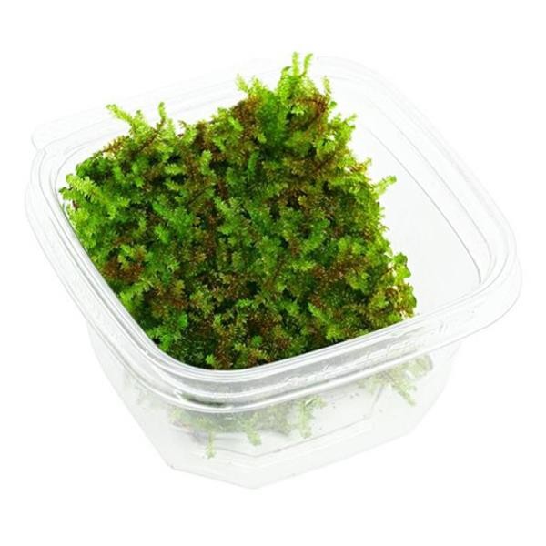 Pancuraji Moss 5x5 Yeni Sarım Canlı Bitki