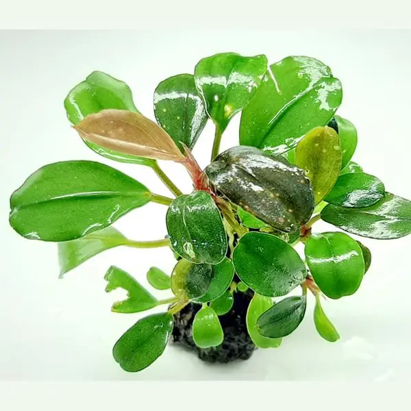 Bucephalandra Venus Saksı Canlı Bitki
