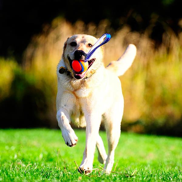Chuckit Ultra Tug Köpek Çekiştirme Oyun Topu Büyük Boy
