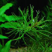 Ludwigia