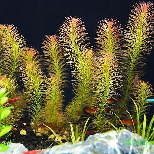 Rotala Wallichi In Vitro Canlı Bitki