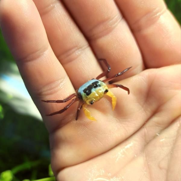 Yellow Witcher Lepidothelphusa Sp. Crab. Tatlı Su Yengeci