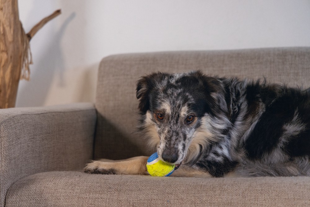 Beeztees Köpek Oyuncağı, Tenis Topu, Mavi/Sarı, 3 Adet, 6,3cm