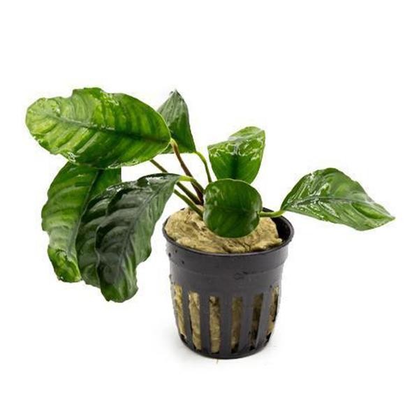 Anubias Coffeefolia Compact Saksı Canlı Bitki