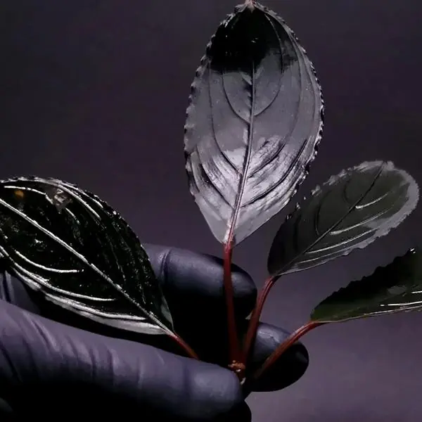 ブセファランドラ sp. Skeleton King Bucephalandra Skeleton King Saksı Canlı Bitki
