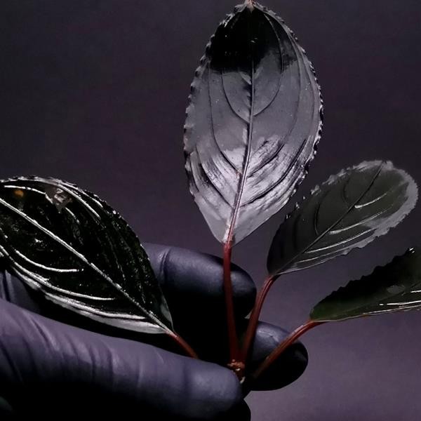 Bucephalandra Skeleton King Saksı Canlı Bitki