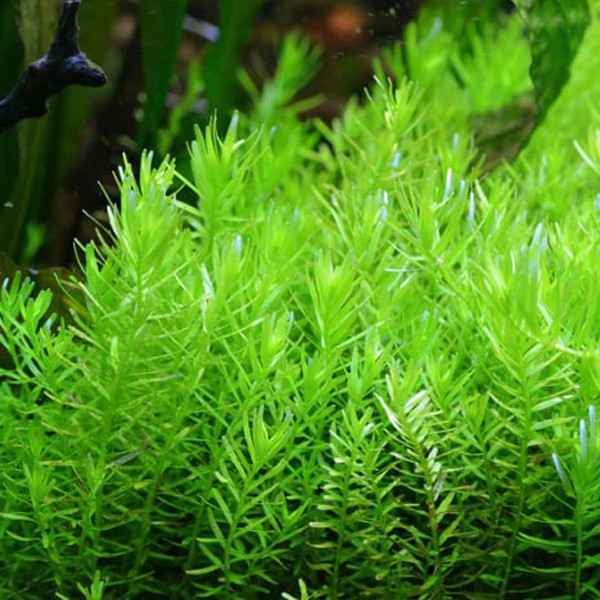 Rotala Indica Green In Vitro Canlı Bitki