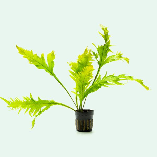 Microsorum Pteropus Apc Sunrise Saksı Canlı Bitki