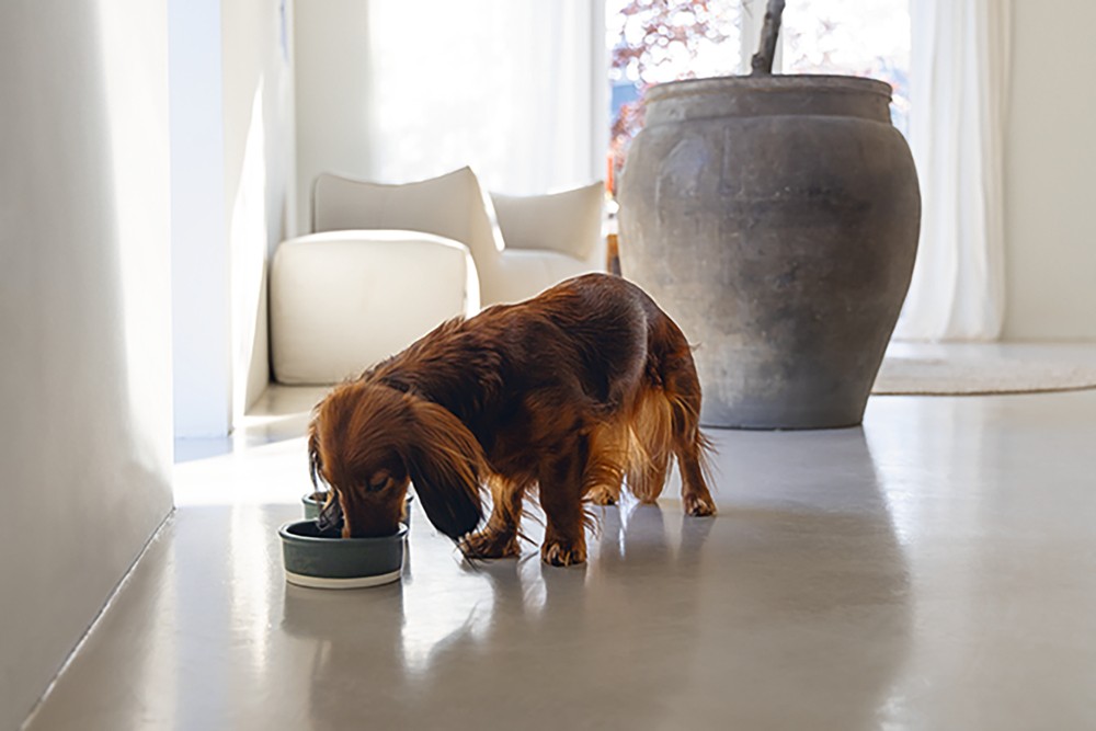 Beeztees DBL Köpek Mama Su Kabı, Seramik, Mat Yeşil, 13cm, 160ml