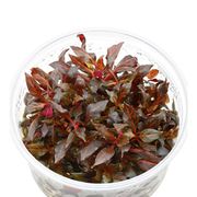 Alternanthera