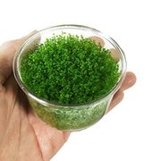 Hemianthus