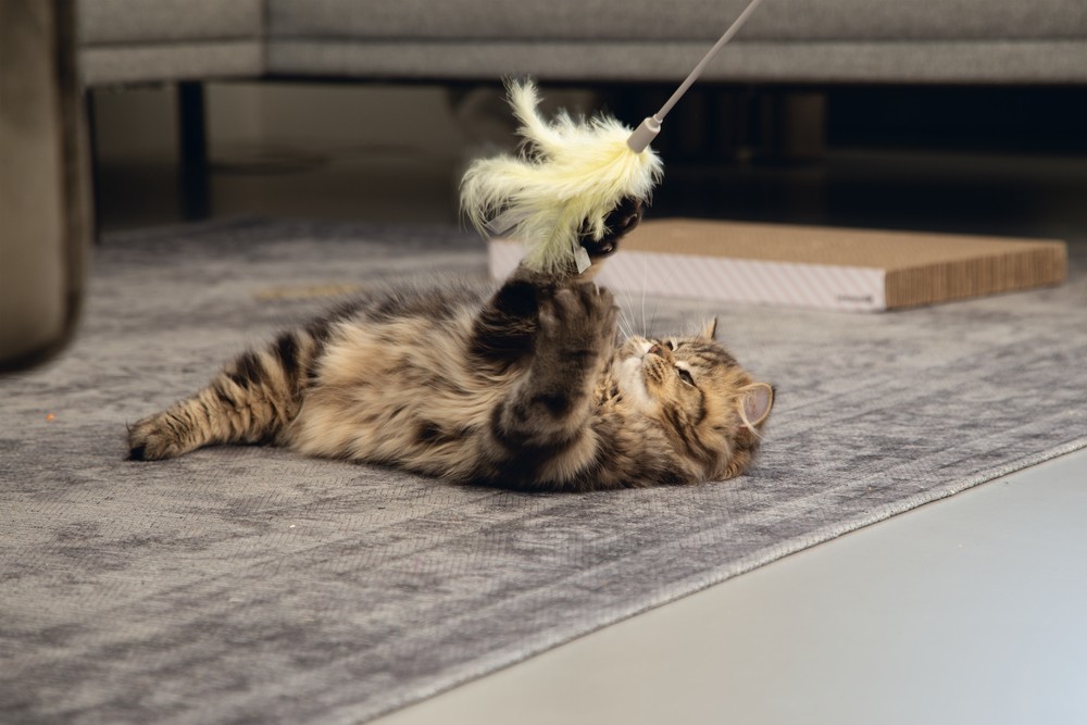 Beeztees Kedi Oltası, Tüylü, 45cm