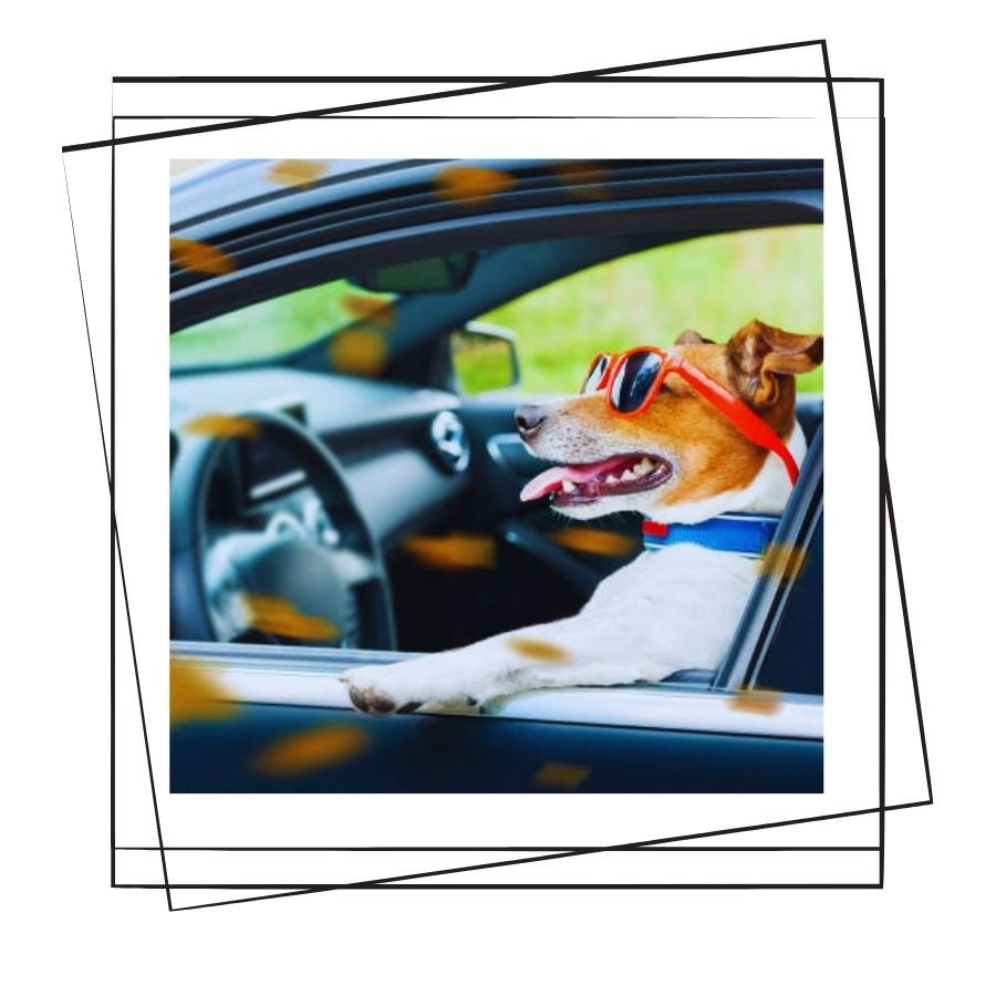 Köpek ile Tatile Dair Bilgiler