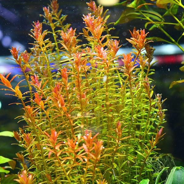 Rotala Orange Juice In Vitro Canlı Bitki