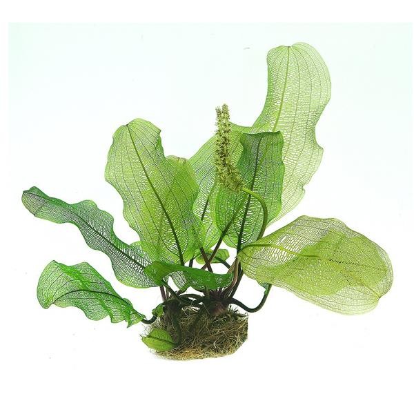 Aponogeton Madagascariensis Soğan Canlı Bitki