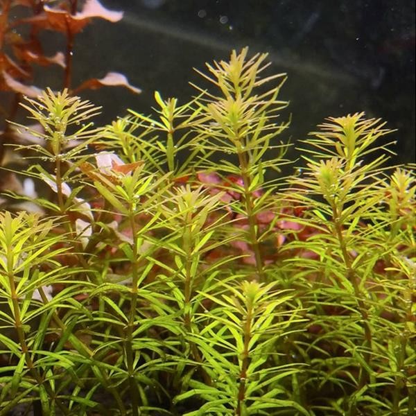 Rotala Mexicana Bangladesh In Vitro Canlı Bitki