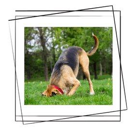 Köpekler Neden Eşyaları Gömer ?