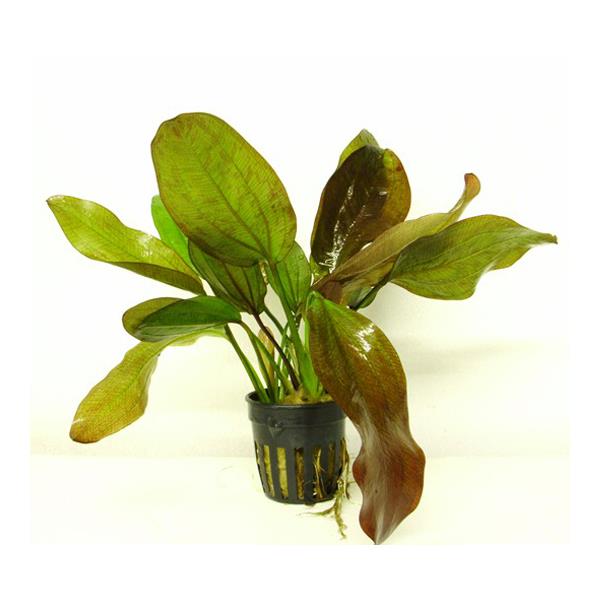 Echinodorus Fancy Twist Saksı Canlı Bitki