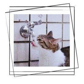Kedi ve Köpekler Kaç Saat Aç Kalabilir?