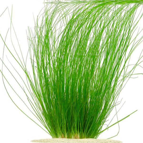 Eriocaulon Sp Saksı Canlı Bitki