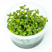 Bacopa