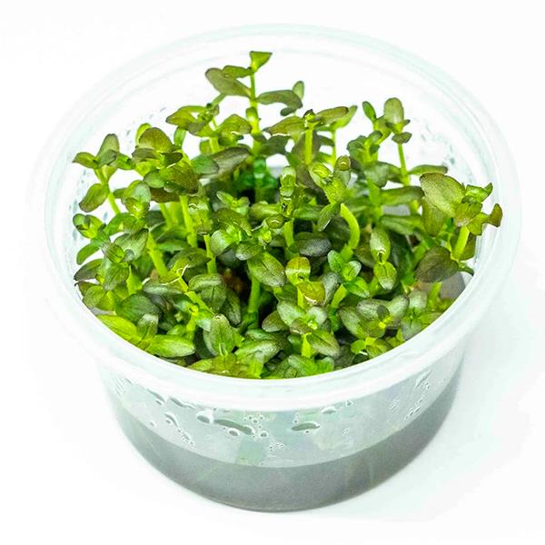 Bacopa Salzmannii Purple In Vitro Canlı Bitki