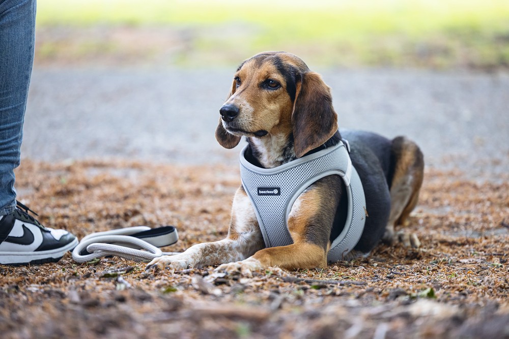 Beeztees Köpek Göğüs Tasması, Neopren,Gri, M, 41-46cm
