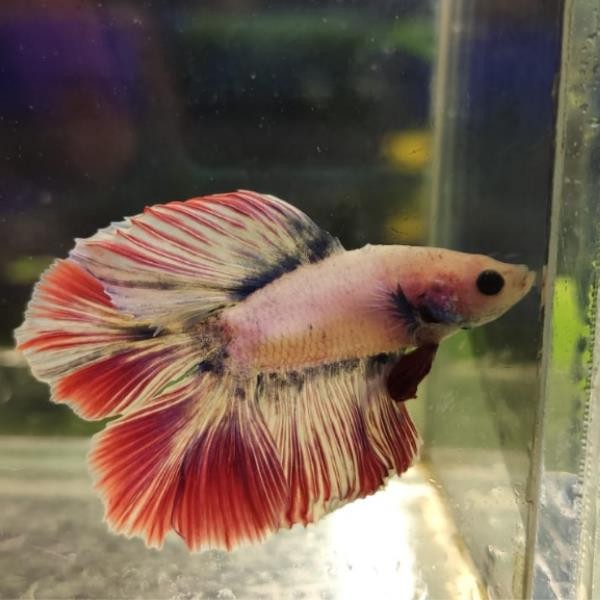 Betta Balığı Gerçek Görsel No:2