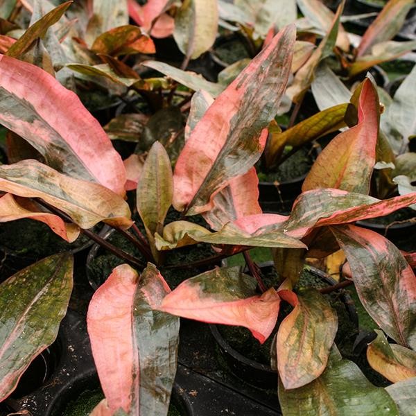 Cryptocoryne Florida Sunset Saksı Canlı Bitki