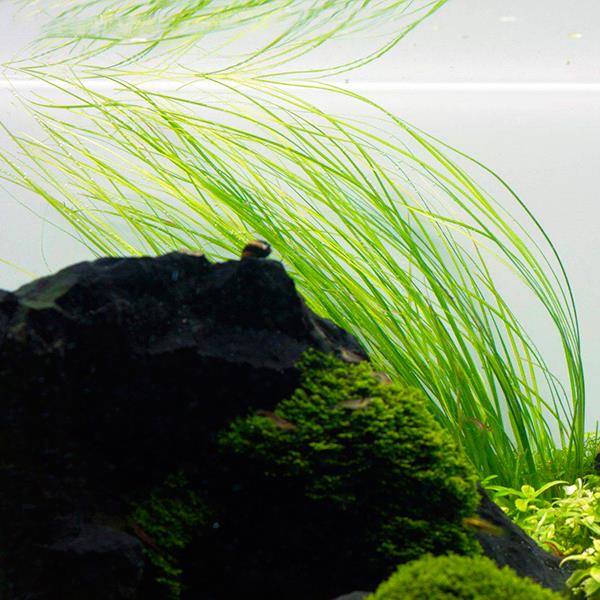 Eriocaulon Sp Saksı Canlı Bitki