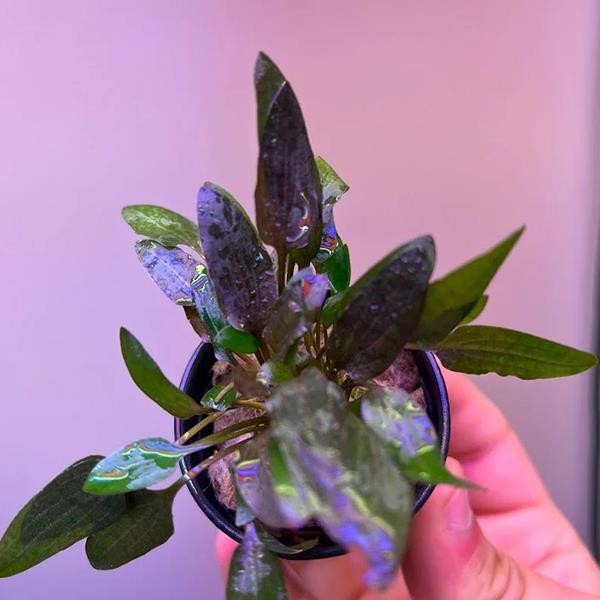 Cryptocoryne Wendtii Indonesia Saksı Canlı Bitki