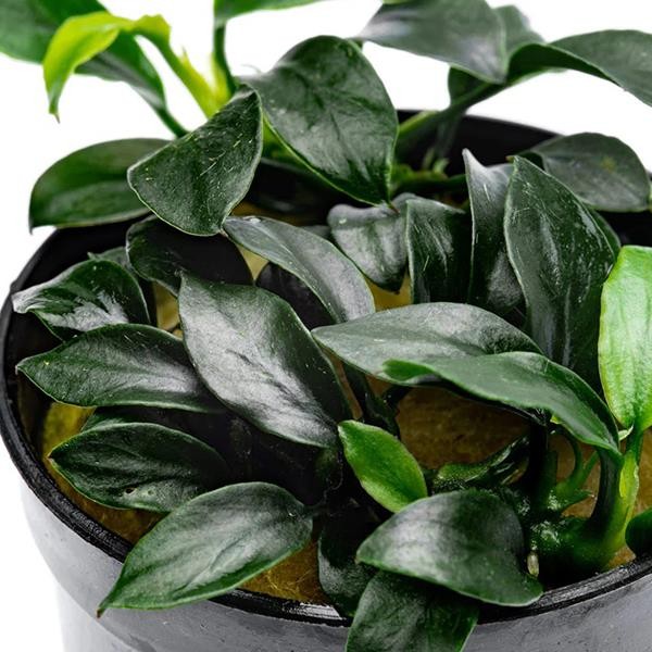 Anubias Jungle Star Saksı Canlı Bitki