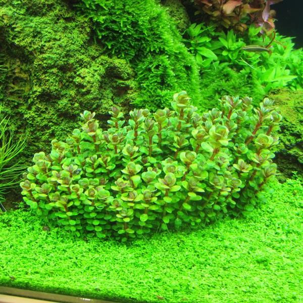 Rotala Sp Bonsai Saksı Canlı Bitki