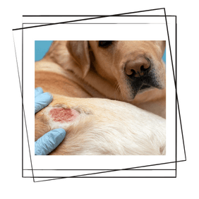 Köpeklerde Egzama